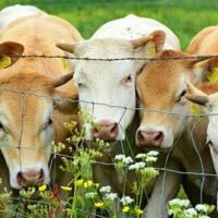 cows-Pixabay_d 