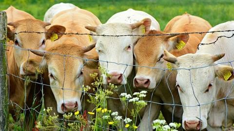 cows-Pixabay_d